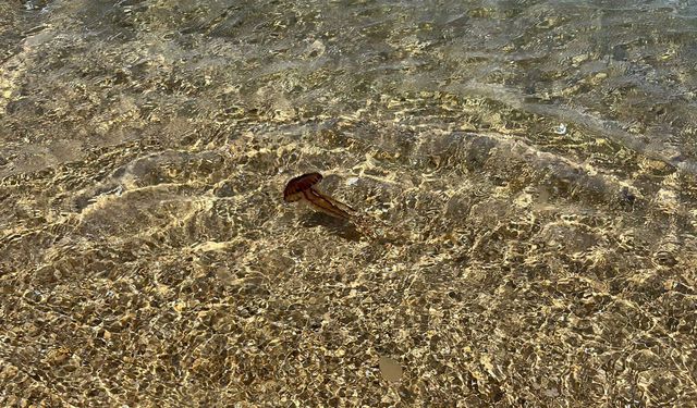 Saros'ta, zehirli 'Pusula Denizanası' görüldü