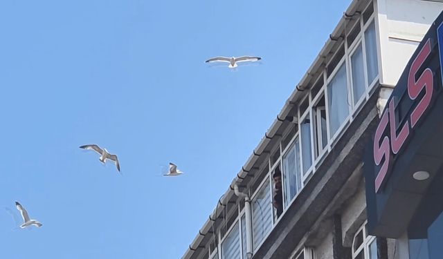 Anten tamiri için çatıya çıktı martıların saldırısına uğradı