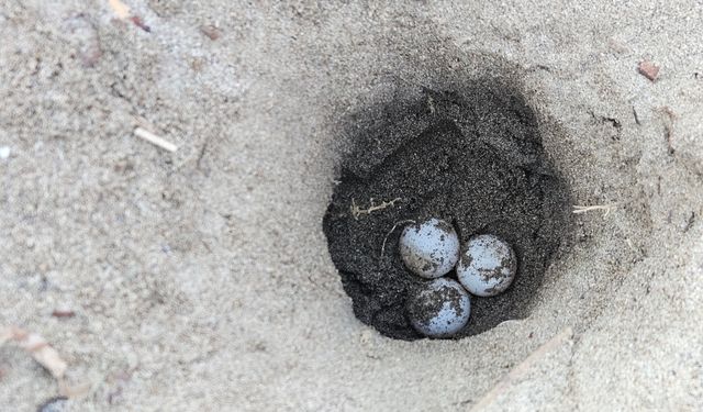 Hava ısındı, caretta yuvaları arttı