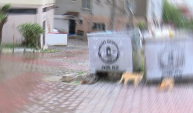 Dehşet! Bebeğini çöp konteynerine bıraktı!