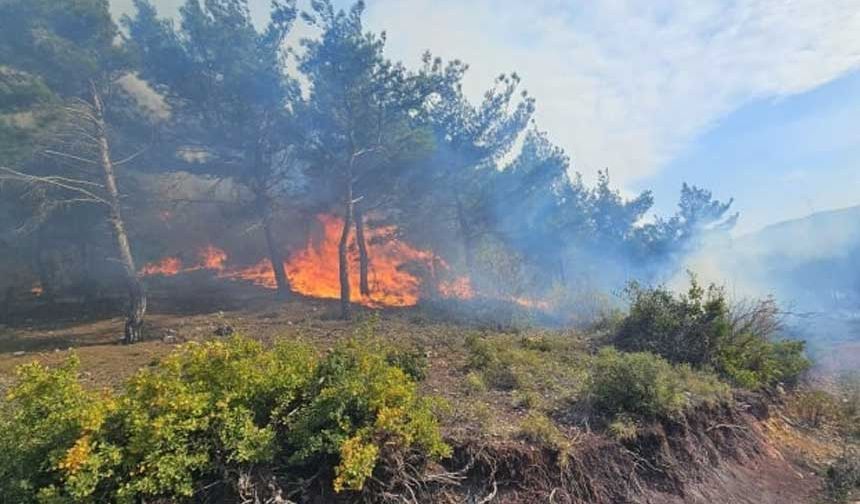 Hatay'da orman yangını! Evlere sıçradı