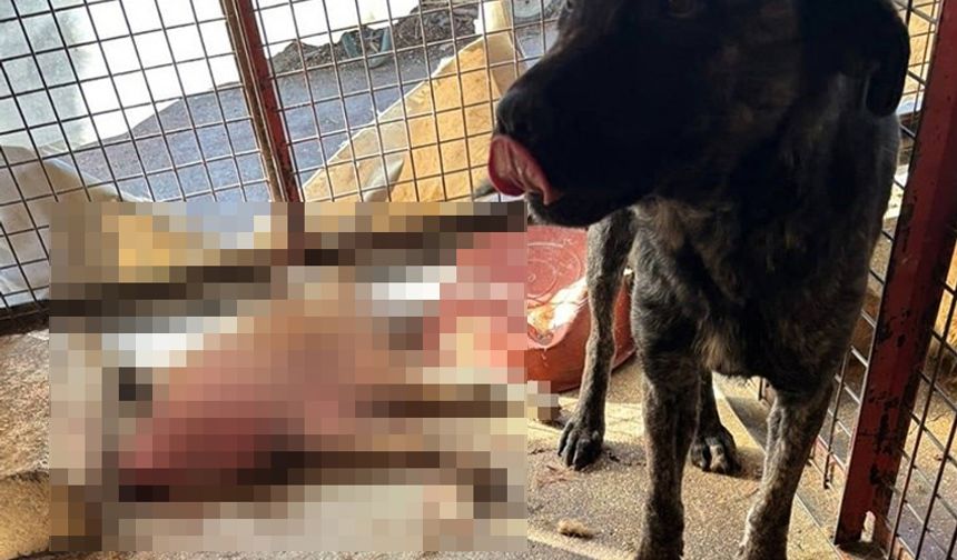 Mamak barınağında köpeklerin açlıktan birbirini yediği iddia edildi!