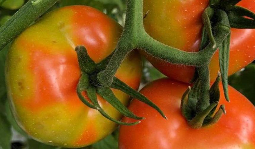 Tarım ve Orman Bakanlığı Gıda ve Kontrol Genel Müdürlüğünün, sosyal medya hesabından yapılan açıklamada, Antalya Havalimanı'nda ülkeye girişi yapılmak istenen 11 kilo 500 gram Çin menşeili domates tohumunun ele geçirildiği belirtildi.