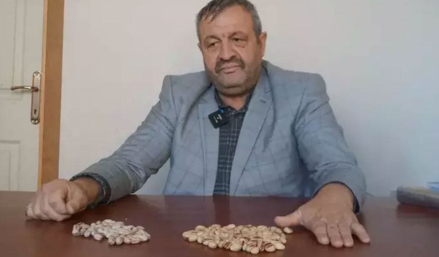 Siirt Fıstık Üreticileri Birliği Başkanı Şuayip Aslan, İran'dan kaçak yollarla Türkiye'ye getirilen fıstıkların, 'Siirt fıstığı' adı altında piyasaya sürüldüğünü ve bu fıstıkların kansere yol açan aflatoksin maddesi içerdiğini belirtti.

Aslan, İran'da ambargo nedeniyle 8-9 yıl bekleyen fıstıkların, ilaçlarla korunarak bu kadar uzun süre saklanabildiğini vurguladı. Bu fıstıkların, özellikle insan sağlığı açısından büyük tehlike oluşturduğunu ve kaçak içkilerden daha zararlı olduğunu ifade etti.