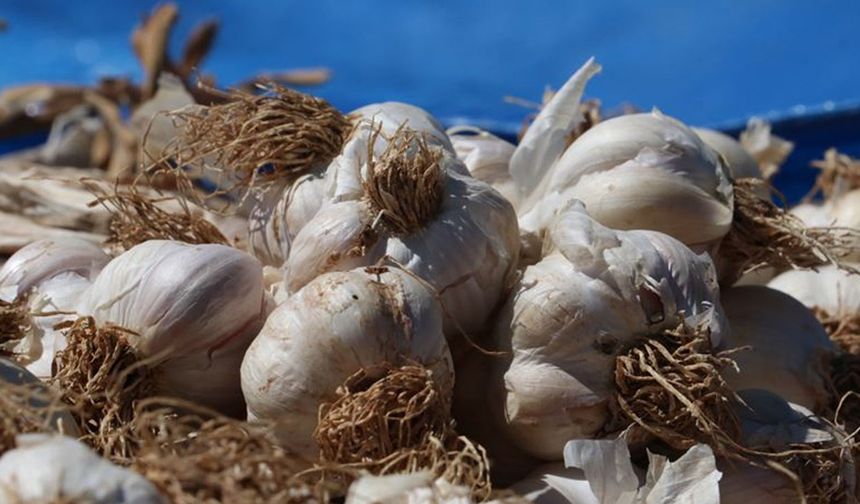 VÜCUDUNUZ İÇİN BİR OYUN DEĞİŞTİRİCİ

Bağışıklığı güçlendirmekten kalp sağlığını iyileştirmeye kadar, çiğ sarımsak vücudunuz için bir oyun değiştirici olabilir. Peki, çiğ sarımsağı neden günlük rutininizin bir parçası yapmalısınız? İşte detaylar...