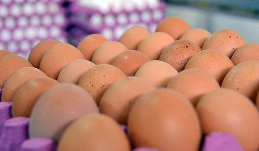 DİKKAT ÇEKEN ÖLÜM ORANI

Ve çoğu kendi kendine veya antibiyotiklerle iyileşirken, salmonellalı yaklaşık 26.500 kişi her yıl hastaneye kaldırılıyor ve yaklaşık 420 kişi enfeksiyonlarından ölüyor. Salmonella özellikle yaşlılar, küçük çocuklar ve hamile veya bağışıklık sistemi zayıf olanlar için tehlikelidir. Dr. Leong, halk sağlığı yetkililerinin antibiyotik dirençli salmonella suşları konusunda giderek daha fazla endişelendiğini söyledi.