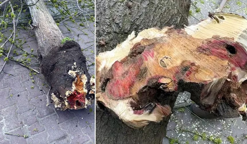 Tarım ve Orman Bakanlığı'nın 'Aranıyor' başlığıyla 'Kırmızı bülten' hazırlayarak uyardığı; Türkiye'de az sayıda rastlanan ancak karantinaya tabi tutulan ve ağaçların ölümüne yol açan 'Turunçgil Uzun Antenli Böceği' (Anoplophora Chiensis) Avcılar'daki bazı ağaçlarda tespit edildi.
