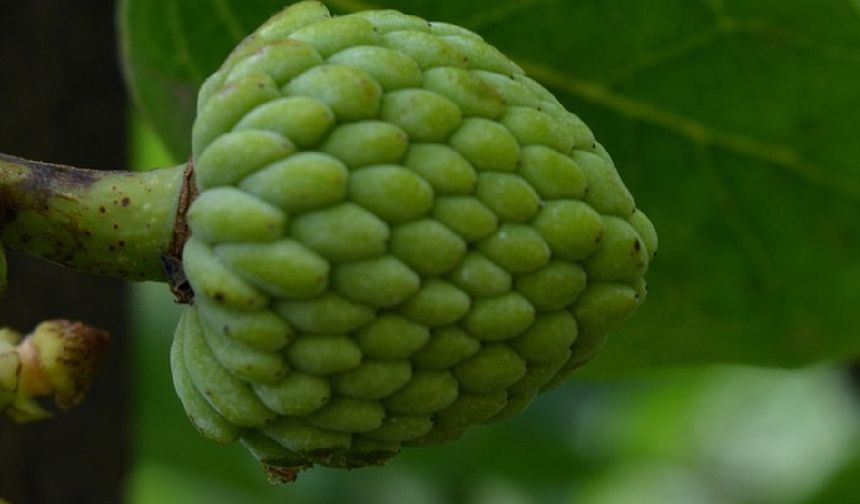 Besin değerleri açısından 96 puan alan cherimoya, tüm gıdalar arasında ikinci sıraya yerleşirken, meyveler kategorisinde dünyanın en sağlıklı meyvesi seçildi. Tüm besinlerin yer aldığı listede ise "Dünyanın en sağlıklı atıştırmalığı" kabul edilen bademin arkasında yer aldı.
