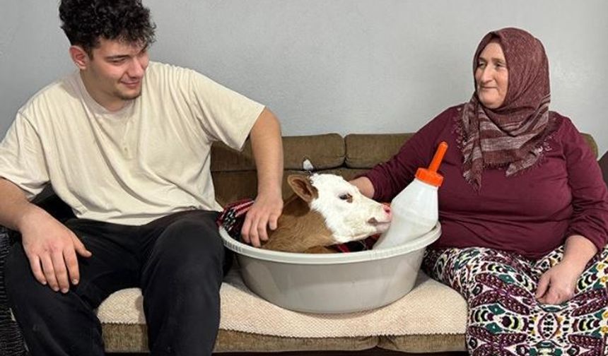 Ünye ilçesi Yüceler Mahallesi’nde yaşayan Tulkar ailesinin ahırda besledikleri ineklerden biri, Ramazan Bayramı’nın 3’üncü günü doğum yaptı.

