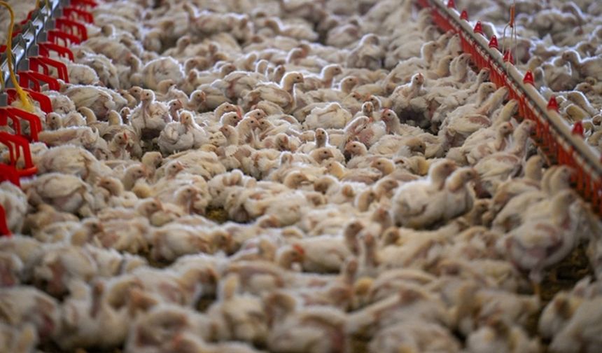 İtalya’da yapılan ve Nutrients dergisinde yayımlanan araştırmaya 4.000’den fazla katılımcı dahil edildi. Katılımcılara, yaşam tarzları, sağlık durumları, demografik geçmişleri ve gıda tüketim alışkanlıkları hakkında detaylı bilgiler verilmeleri istendi. Araştırma, katılımcıların et tüketimlerini; kırmızı et, tavuk eti ve toplam et tüketimi olarak inceleyerek, hangi tür etin hangi sağlık risklerine yol açtığını belirlemeyi amaçladı.