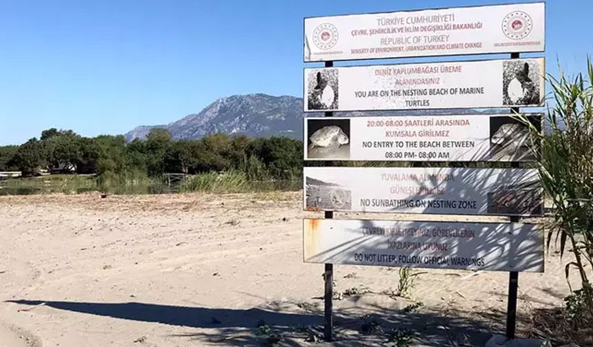 Dünya Doğayı Koruma Birliği'nin (IUCN) nesli tehlike altındaki türler listesindeki caretta caretta ve chelonia mydas türü deniz kaplumbağalarının Akdeniz sahillerindeki yuvalama dönemi başladı.