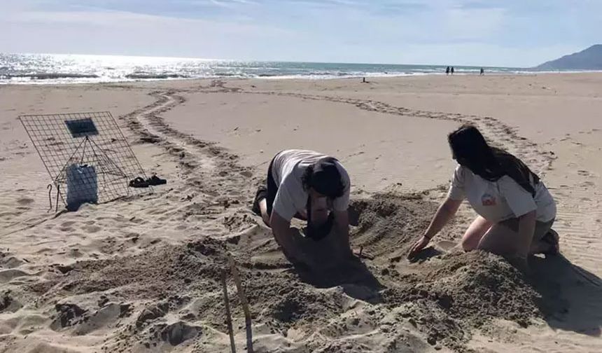 Her yıl nisan sonu veya mayıs ayında başlayan süreç, erişkin kaplumbağaların kumsallara çıkıp yumurta bırakması, temmuz ortasından itibaren de yuvalardan yavruların çıkışı ve denize ulaşması şeklinde eylül ayı sonuna kadar devam ediyor. Deniz kaplumbağalarının Akdeniz'deki en büyük yuvalama kumsallarını, Türkiye'nin Akdeniz kıyıları oluşturuyor.