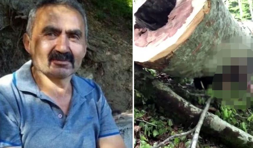 Kestiği ağacın altında kalan işçi hayatını kaybetti