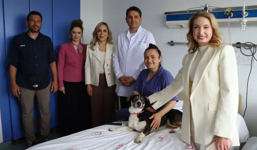 Doktorlar ayakta! AKP'li vekil ameliyat olan hastaları köpekle ziyaret etti