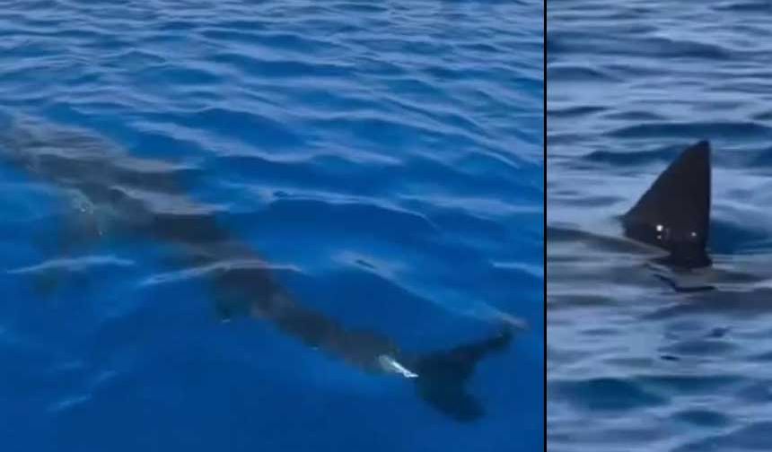 Muğla'da korku dolu anlar! Turistler dev köpekbalığıyla karşılaştı