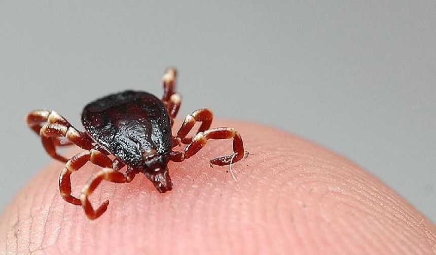 Prof. Dr. Yılmaz, her kene sokmasının KKKA’ya yol açmadığını vurgulayarak, “Her kene türü bu virüsü taşımıyor. Örneğin, Karadeniz’in sahil kesimindeki kenelerde Lyme gibi başka hastalıklar olabilir, ancak KKKA etkeni bulunmuyor. En çok vaka Artvin, Erzurum, Gümüşhane, Tokat, Sivas ve Çorum’da görülüyor. Bunun dışında Çanakkale, Kayseri ve Trabzon gibi illerden de vakalar bildirildi” dedi.