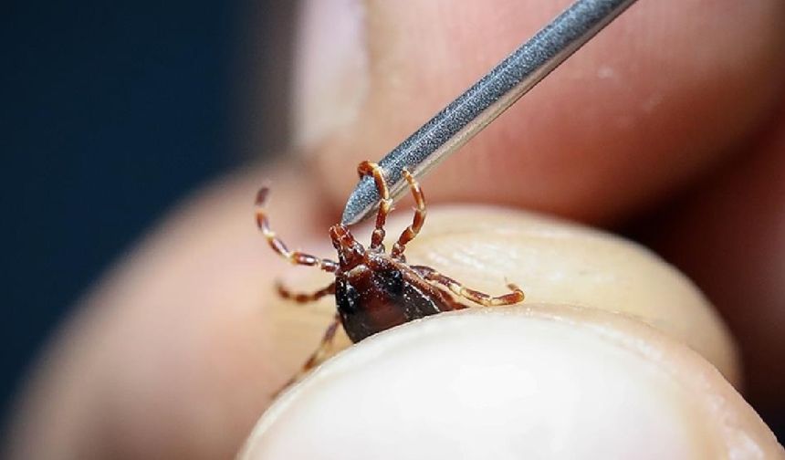Karadeniz Teknik Üniversitesi Tıp Fakültesi Enfeksiyon Hastalıkları ve Klinik Mikrobiyoloji Uzmanı Prof. Dr. Gürdal Yılmaz, Kırım Kongo Kanamalı Ateşi (KKKA) ile ilgili merak edilen soruları yanıtladı.