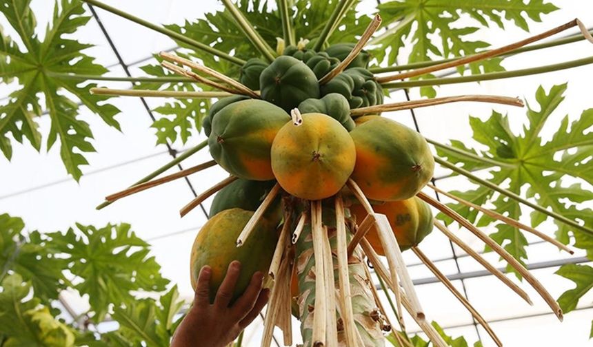 PAPAYA

Papaya, aç karnına yenebilecek en iyi yiyeceklerden biridir. Sindirim için muazzam faydaları olan papain adlı bir enzim içerir.

Papaya ayrıca antioksidanlar açısından zengindir ve vücudun yiyecekleri daha verimli bir şekilde metabolize etmesine yardımcı olur. Aynı zamanda iyi bir lif kaynağıdır ve kilo yönetimine yardımcı olur, bu da onu kahvaltılık meyve olarak ideal bir seçim haline getirir.