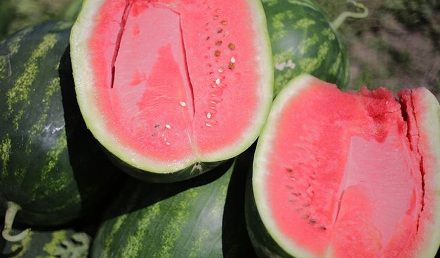 KARPUZ

Karpuzlar, kan basıncını düzenleyen, demir emilimini kolaylaştıran ve bağışıklığı güçlendiren son derece nemlendirici bir meyvedir. Potasyum, bakır ve C, A ve B5 vitaminleri açısından zengindir. Karpuzlar ayrıca kolajen üretimini artırır ve cildi daha elastik hale getirir. Kan şekeri seviyelerini yükseltmeyen az sayıdaki meyveden biridir.