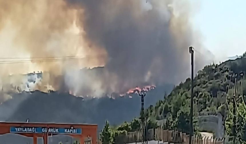 Suriye'de çıkan orman yangını Türkiye'ye sıçradı