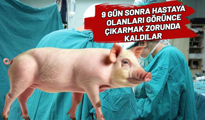 Tıp tarihinde bir ilk! Domuz akciğeri insana nakledildi...