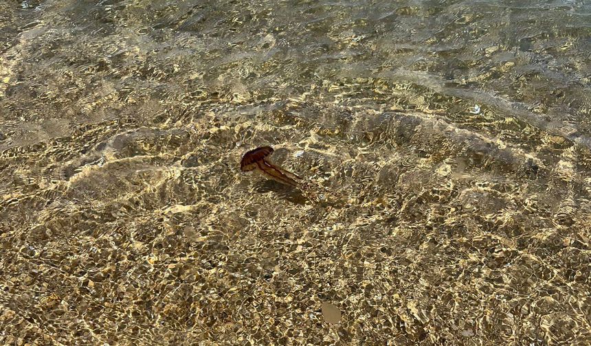 Saros'ta, zehirli 'Pusula Denizanası' görüldü