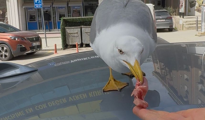 Martı 'Pamuk' esnafın maskotu oldu