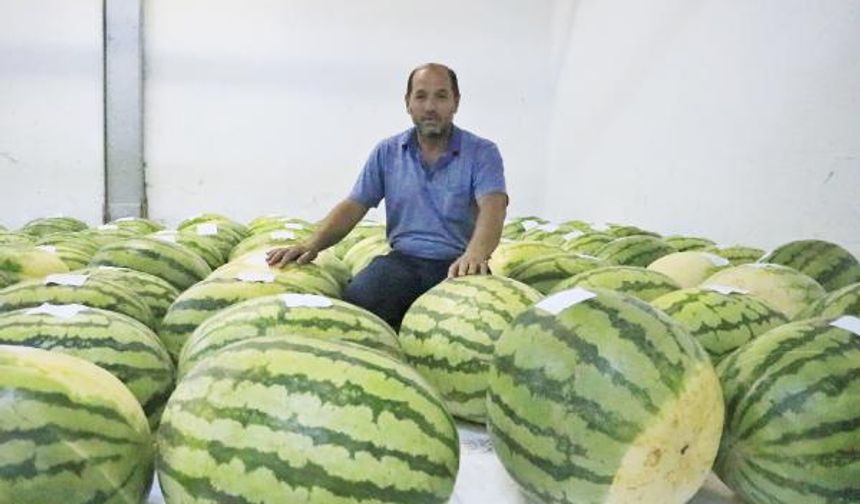 30 kiloyu aşan karpuzların olacağı yarışmaya sayılı günler kala depodaki sayı, 137’ye ulaştı. Üzerinde üreticilerin isimleri yazılı olan karpuzlar, kilitlenerek korumaya alındı