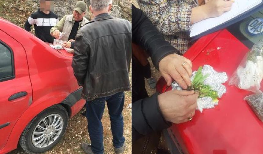 Teknik personel takip ettikleri Slovakyalı I.M. ve M.S.'nin yasak olmasına rağmen 12 farklı türde bitki topladığını belirledi.