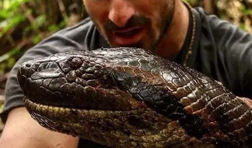 Anakondaya kendisini "canlı canlı" yedirmek için Rosolie harekete geçti. Eaten Alive adlı bir programda bunu denemeye karar veren Rosolie, koruyucu elbiselerini giydi ve kendini bir anakonda yılanının önüne attı.