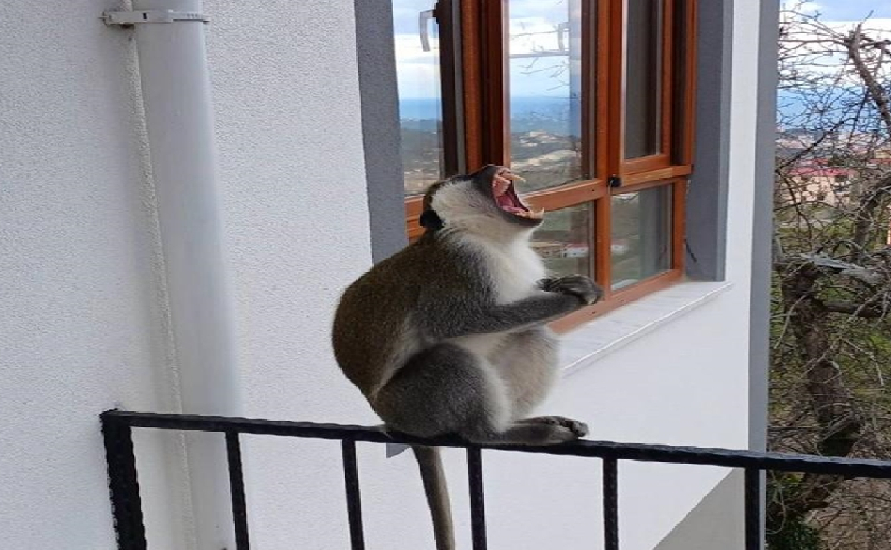 Yeni Proje 2025 12 30T124946.073