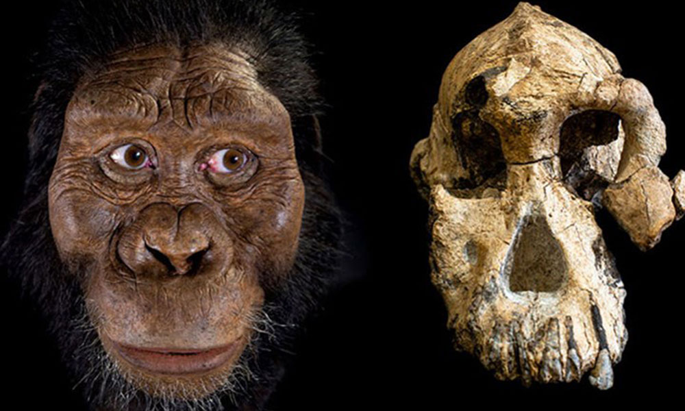Australopithecus