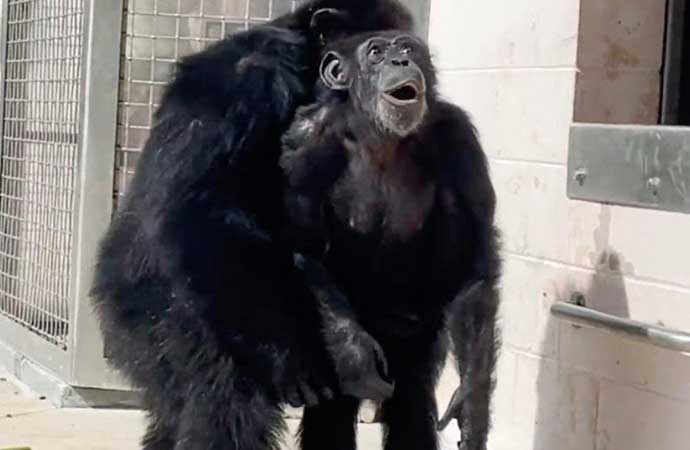 29 yaşındaki şempanze Vanilla’nın, laboratuvardan kurtarılmasının ardından Fort Pierce’daki Save the Chimps sığınağına vardıktan sonraki sevimli anları kameralara kaydedildi.