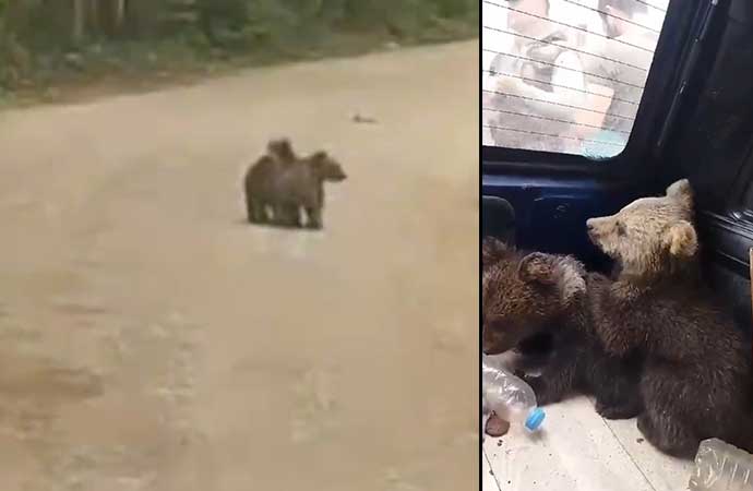 Annelerinin bıraktığı yavru ayılara köylü sahip çıktı