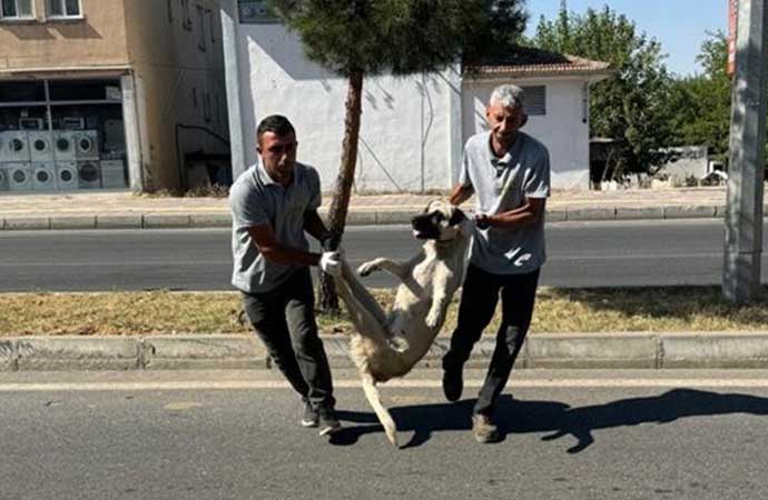 DEM Partili Silvan Belediyesi, 'Katliam Yasası'nın Meclis'te kabul edilmesinin üzerinden 24 saat geçmeden, sokak köpeklerini toplamaya başladı. Belediye, tepki çeken paylaşımının ardından yaptığı açıklamada özür diledi. 